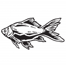 Fish Bass Silhouette