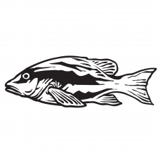 Fish Bass Silhouette